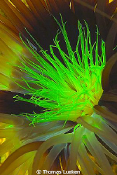 found in Lembeh; D200 by Thomas Lueken 